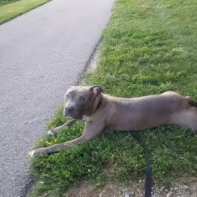 Dog Park - Cleveland, OH