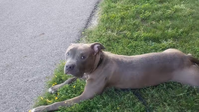 Dog Park - Cleveland, OH