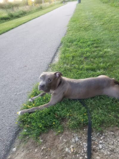 Dog Park - Cleveland, OH