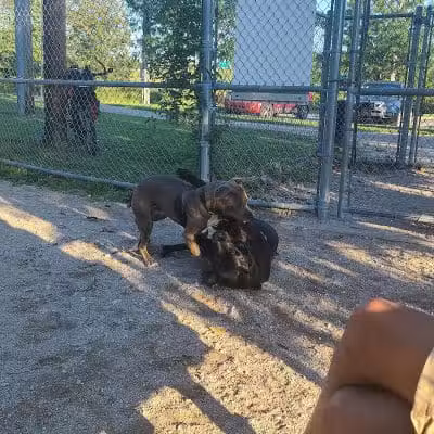 Dog Park - Cleveland, OH