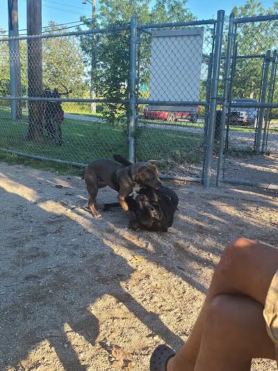 Dog Park - Cleveland, OH