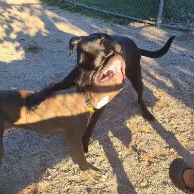 Dog Park - Cleveland, OH