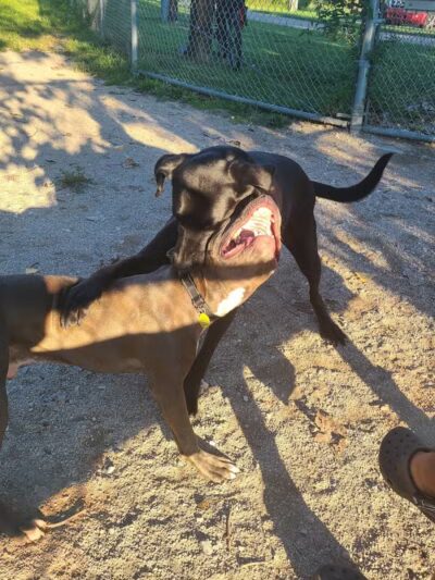 Dog Park - Cleveland, OH