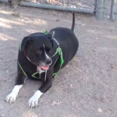 Dog Park - Cleveland, OH
