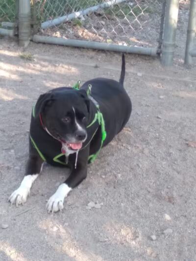 Dog Park - Cleveland, OH