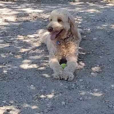 Dog Park - Cleveland, OH
