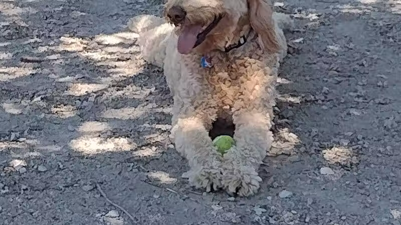 Dog Park - Cleveland, OH
