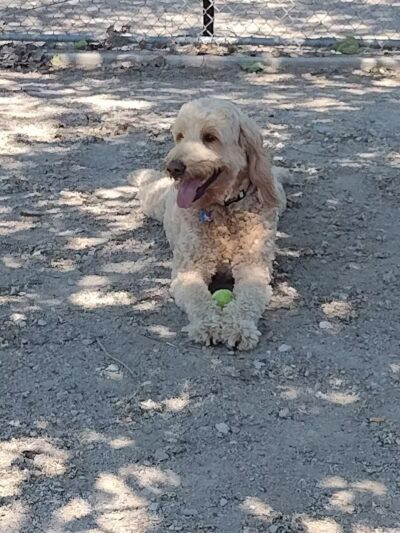 Dog Park - Cleveland, OH