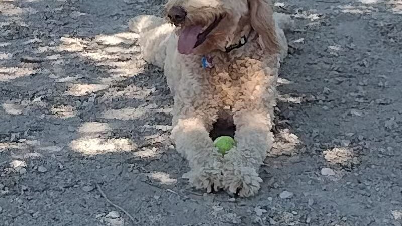 Dog Park - Cleveland, OH