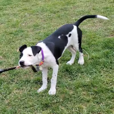 Dog Park - Cleveland, OH