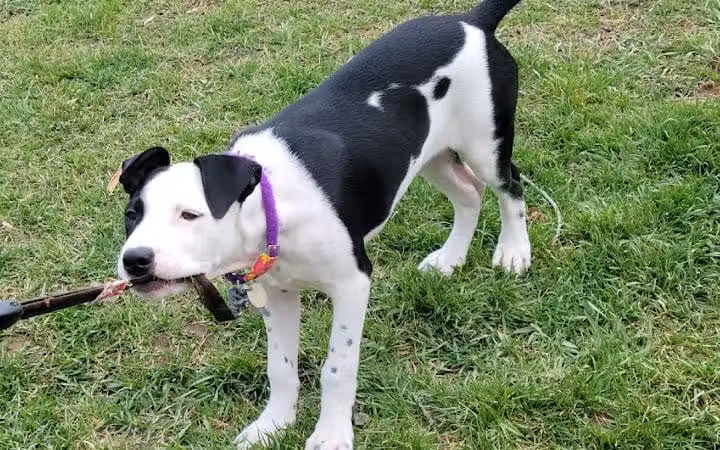 Dog Park - Cleveland, OH