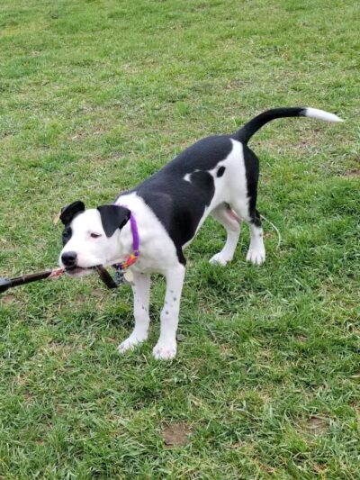 Dog Park - Cleveland, OH