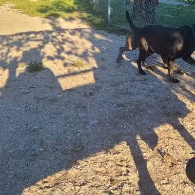 Dog Park - Cleveland, OH