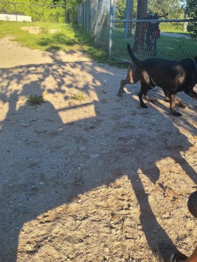 Dog Park - Cleveland, OH