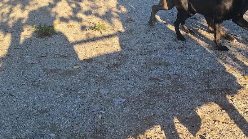 Dog Park - Cleveland, OH