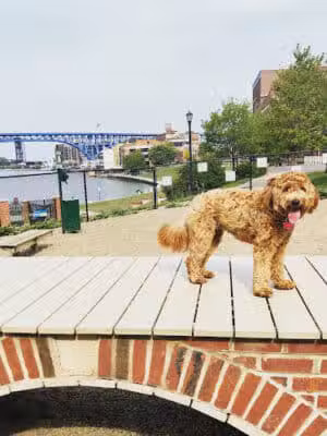 Downtown Cleveland Dog Park - Cleveland, OH