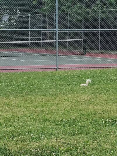 Drakefield Park - Cleveland, OH