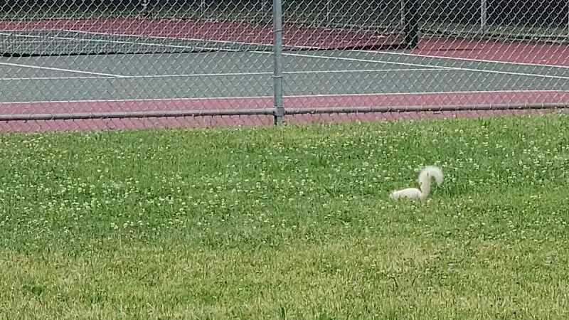 Drakefield Park - Cleveland, OH