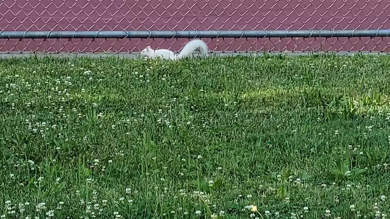 Drakefield Park - Cleveland, OH