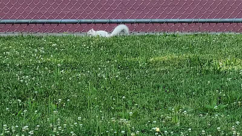 Drakefield Park - Cleveland, OH