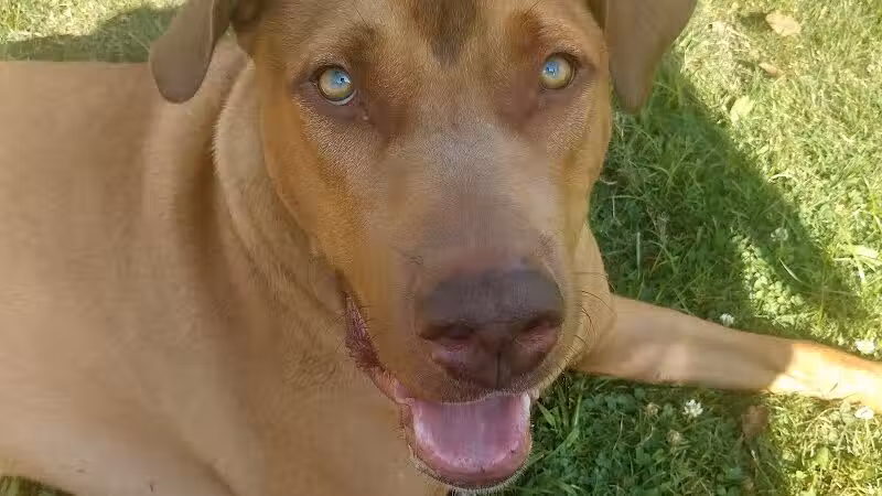 Euclid Dog Park - Cleveland, OH