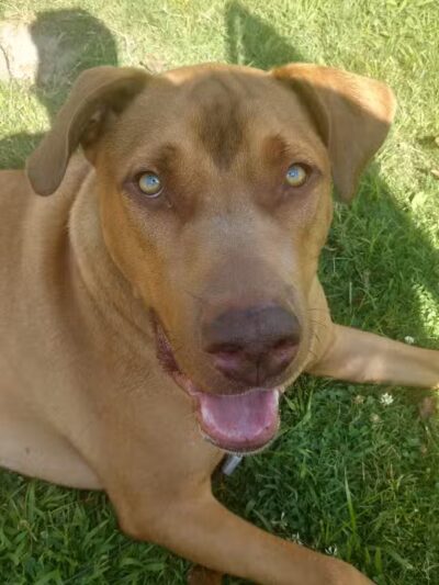 Euclid Dog Park - Cleveland, OH