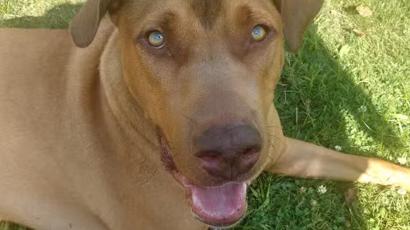 Euclid Dog Park - Cleveland, OH