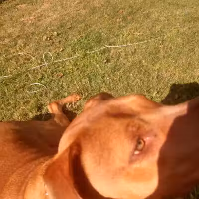 Euclid Dog Park - Cleveland, OH