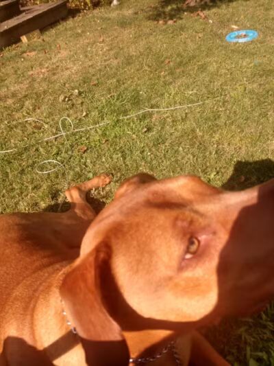 Euclid Dog Park - Cleveland, OH