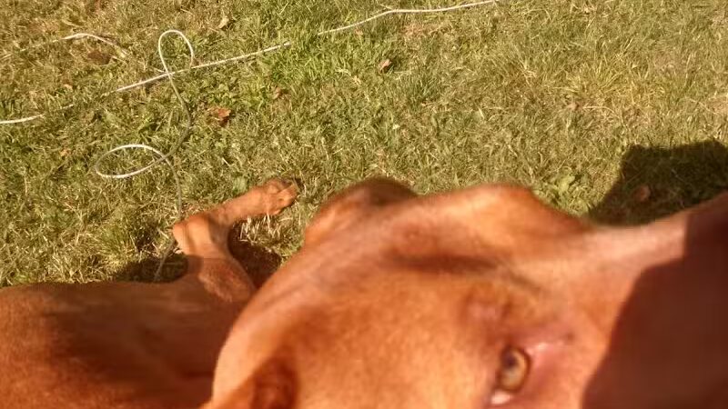 Euclid Dog Park - Cleveland, OH