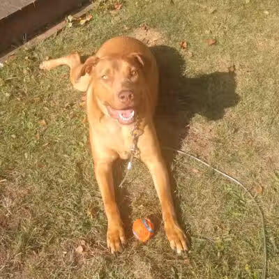 Euclid Dog Park - Cleveland, OH