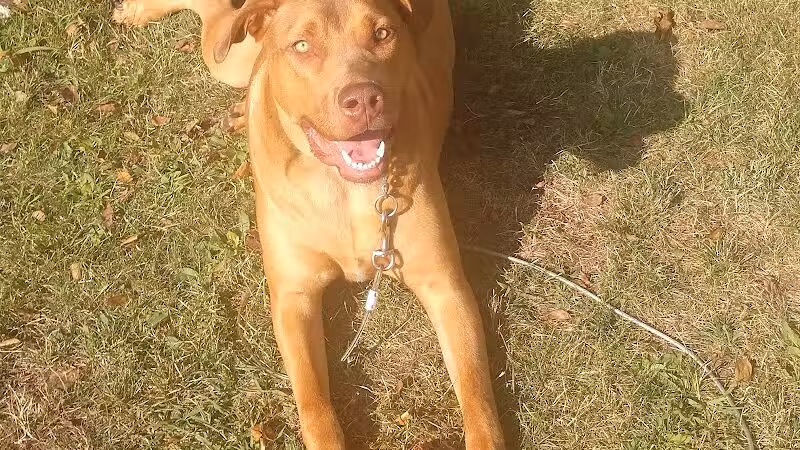 Euclid Dog Park - Cleveland, OH
