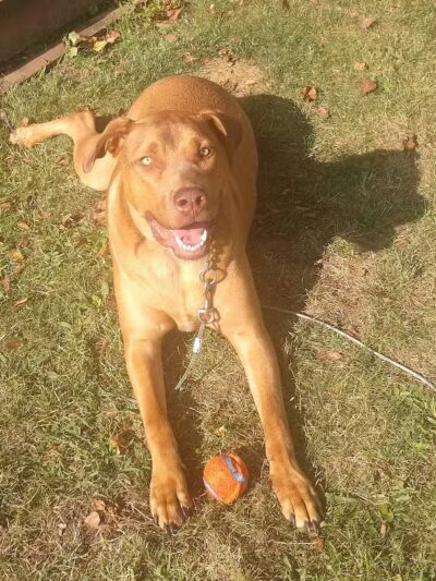 Euclid Dog Park - Cleveland, OH