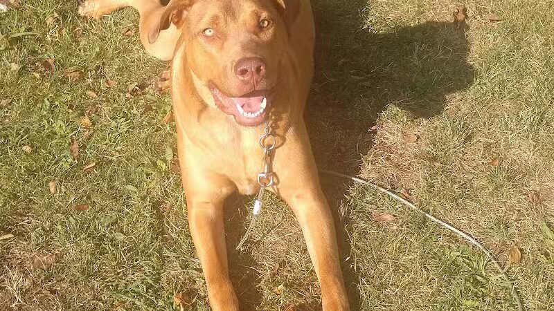 Euclid Dog Park - Cleveland, OH