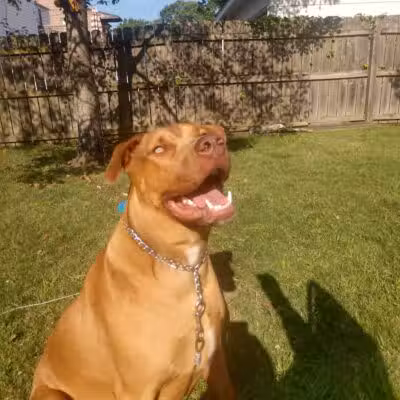 Euclid Dog Park - Cleveland, OH