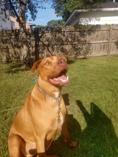 Euclid Dog Park - Cleveland, OH