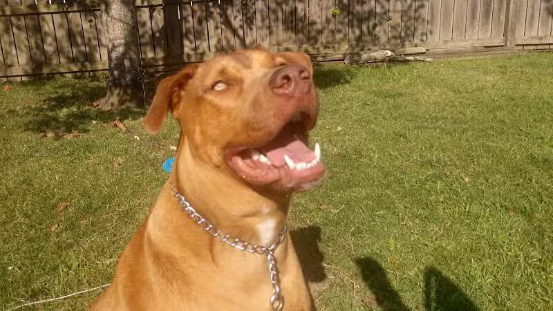 Euclid Dog Park - Cleveland, OH