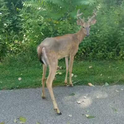 Harmody Park - Cleveland, OH