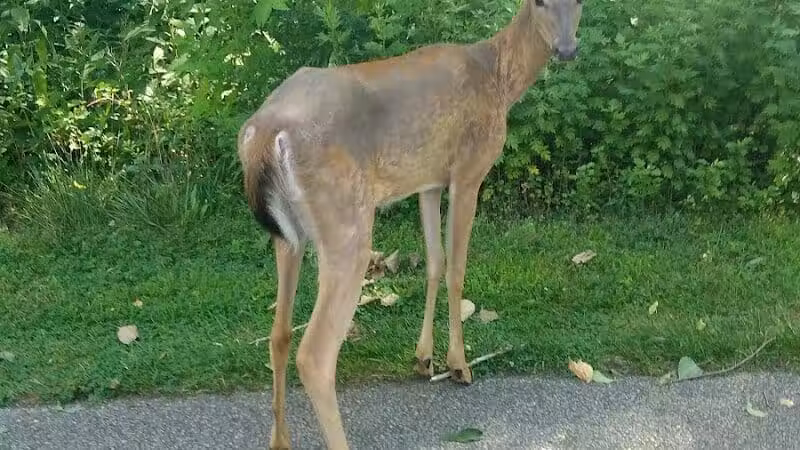 Harmody Park - Cleveland, OH