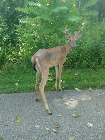 Harmody Park - Cleveland, OH