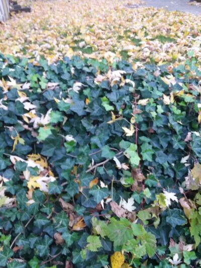 Harmody Park - Cleveland, OH