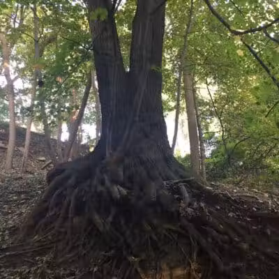 Harmody Park - Cleveland, OH