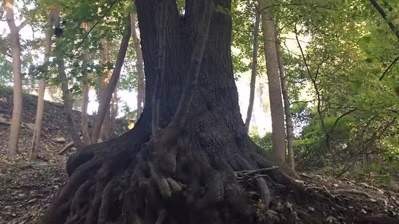 Harmody Park - Cleveland, OH
