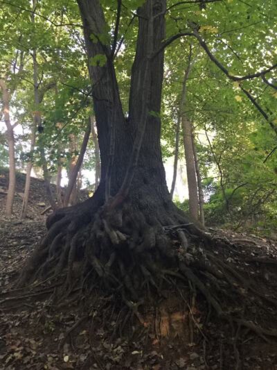 Harmody Park - Cleveland, OH