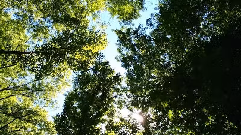 Harmody Park - Cleveland, OH