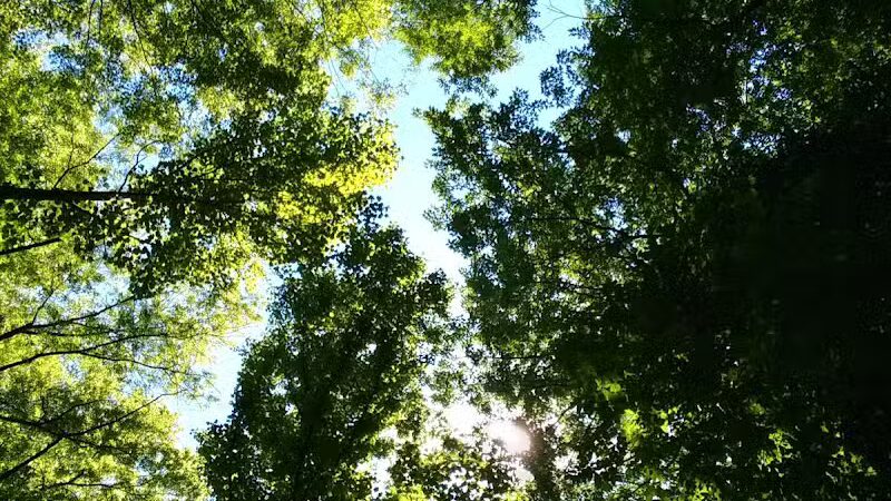 Harmody Park - Cleveland, OH
