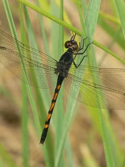 Hyacinth Park - Cleveland, OH