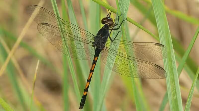 Hyacinth Park - Cleveland, OH
