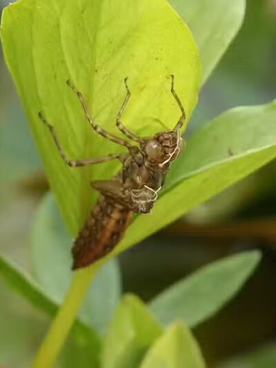 Hyacinth Park - Cleveland, OH