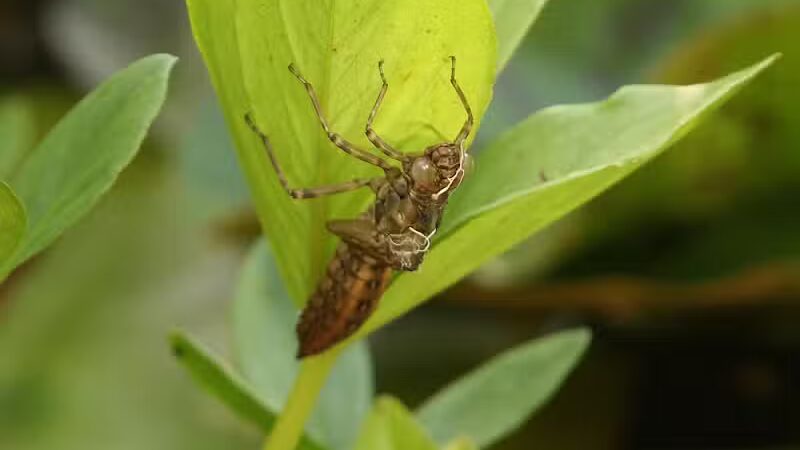 Hyacinth Park - Cleveland, OH